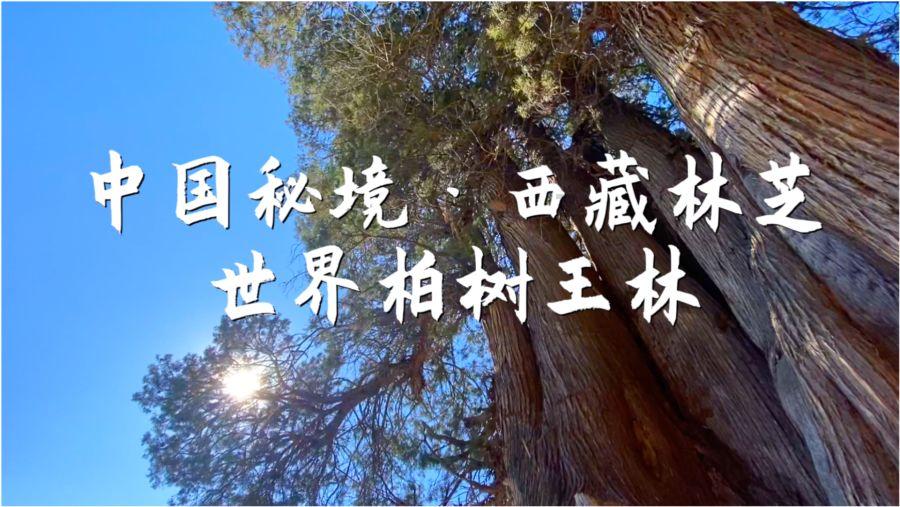我是武汉一名高三艺术生. 想知道可以报考哪些艺术院校或普通大学?——知识星球平台,深度分享学习交流
